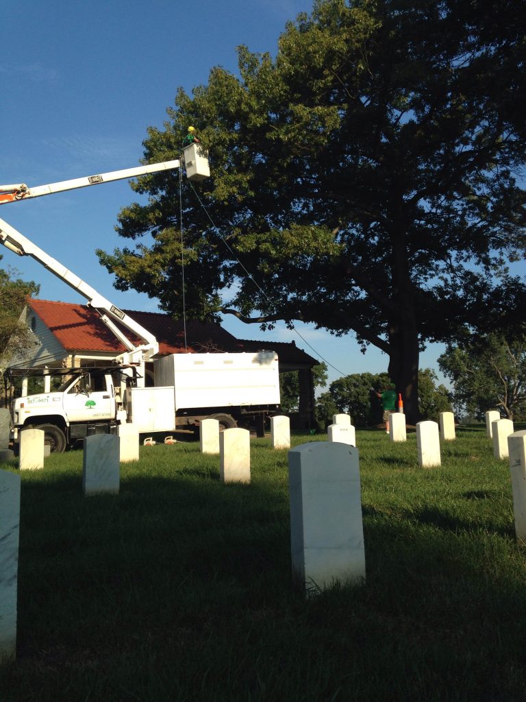 bucket truck with arborist working in tree